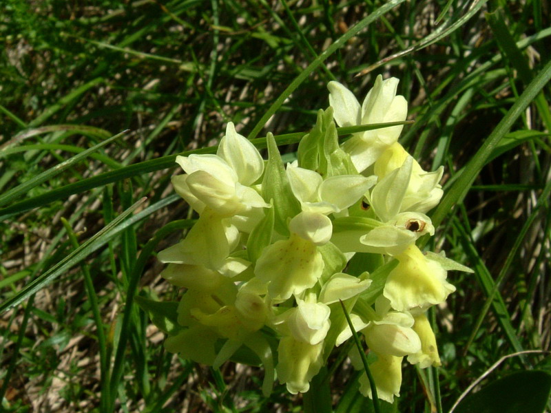 Dactylorhiza sambucina